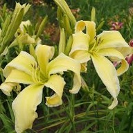 Liliowiec Heavenly Flight of Angels