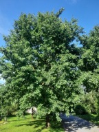 Dąb szypułkowy zwykły dęby drzewo dąb sadzonka w doniczce