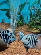 Pielęgnica Papuzia Blue Tiger