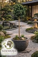 KOLOROWA KULA NA PNIU Świerk serbski 'Gunter' Picea omorika