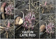 TOPINAMBUR/ YACON JABŁKO ZIEMI SADZONKI ROZMNÓŻKI BULWY - LATE RED 2 X