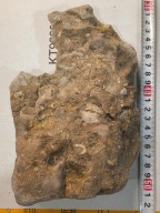 Skamieniały koralowiec osad z dna dawnego oceanu