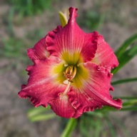 Liliowiec Rżóowy 277