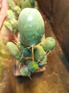 Kaktus Trichocereus bridgesii forma monstruosa peenis 1+gratisy + ogrzewacz