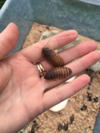 Dubia, dubie karaczany argentyńskie 3cm 50sztuk