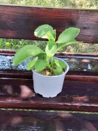 Żyworódka zdrowa lecznicza sadzonka młoda pinnata WARTO!