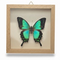 Motyl w gablotce Papilio Lorquinianus