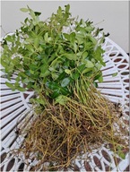 BARWINEK POSPOLITY sadzonki 150 sztuk zimozielony miododajny zadarniający