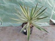 Yucca gloriosa nr4