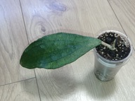 Hoya Hoja JENNIFER ukorzeniona