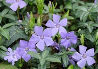 Barwinek pospolity 50 szt