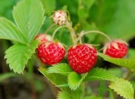 Skarb Natury Poziomka Leśna Sadzonki 10szt.