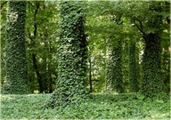 Bluszcz zadarniający 200 sztuk na skarpy pod drzewa sadzonki 50 cm odporny