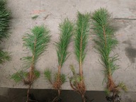 Sosna pospolita pakiet 12 szt 20 - 30 cm.