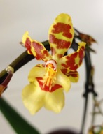 storczyk oncidium cambria 3