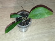 Hoya Hoja sp. NORTH OF THAILAND EPC 148 ukorzeniona