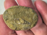 Skamieniałe koralowce algi glony agaty muszlowe