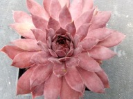 Rojnik 298 FLAMINGO ciemnoróżowy i dość duży