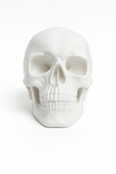 Sztuczna czaszka Halloween biała Dekoracja