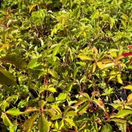 Winobluszcz pięciolistkowy (Parthenocissus) żółty