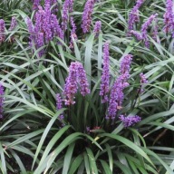 Liriope Ingwersen 2L