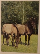 BIAŁOWIESKI PARK NARODOWY. Koniki typu tarpana, w rezerwacie pokazowym