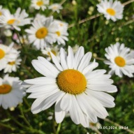 Złocień właściwy - 400 nasion