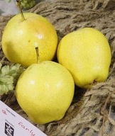Grusza azjatycka EARLY SHU – duże, soczyste owoce deserowe