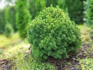 Świerk Biały Alberta Globe (jak Conica) 35 cm