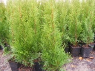 Tuja thuja szmaragd Smaragd W DONICY p9