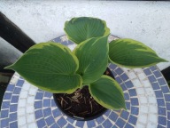 Hosta „Pizzazz” Funkia „Pizzazz”