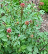 Krwiściąg mniejszy Sanguisorba Minor nasiona 50szt **