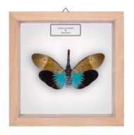 Cykada w gablotce Pyrops pyrronympha