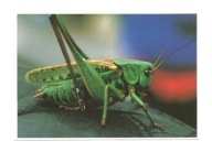 Pocztówka - Konik polny, pasikonik, czyli Łatczyn