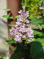 Lilak fioletowe kwiaty (101b) - 3 l