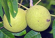 ORZECH CZARNY SADZONKI 10 SZTUK DOSKONAŁA INWESTYCJA ZALESIENIA