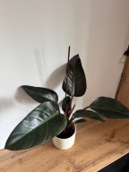 Filodendron Black Cardinal Philodendron P12 ~50cm