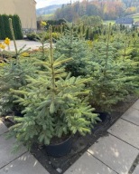 Świerk kłujący 110-130cm