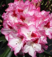 rododendron ,,Hachmann's Charmant' duży kwiat