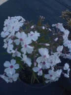 Floks szydlasty biały Amazing Grace z karminowym oczkiem