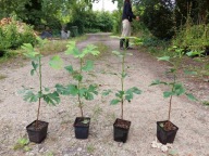 Miłorząb japoński 35-cm