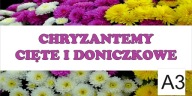 BANER PLANDEKA SPRZEDAŻ CHRYZANTEM CHRYZANTEMY 120X80 A3