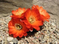 Kaktus ,Rebutia, Mediolobivia tropaeolipicta LF 306
