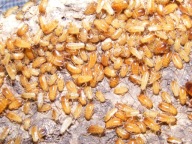 Karaczany tureckie 1,5-3 cm 100 sztuk DUŻE