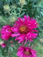 Aster różowy wieloletnie 10 sztuk
