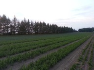 Świerk pospolity 2/2 40 cm - 70 cm . Pakiet 25 sztuk.