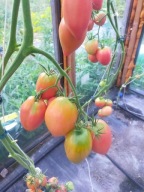 Pomidor Orlinoje Sederce malinowo-czerwone serca nasiona kolekcjonerskie