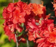 Azalia wielkokwiatowa ,PARKFEUER, czerwono-pomarańczowa PIĘKNOŚĆ