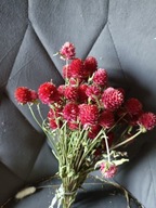 gomfrena czerwona suszona naturalna bukiet kwiaty suszone