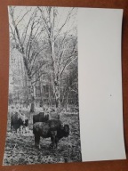 PRL żubry Puszcza Borecka 1964 fot. Moroz duża